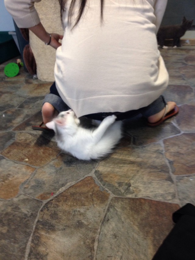 Коты и Кошки