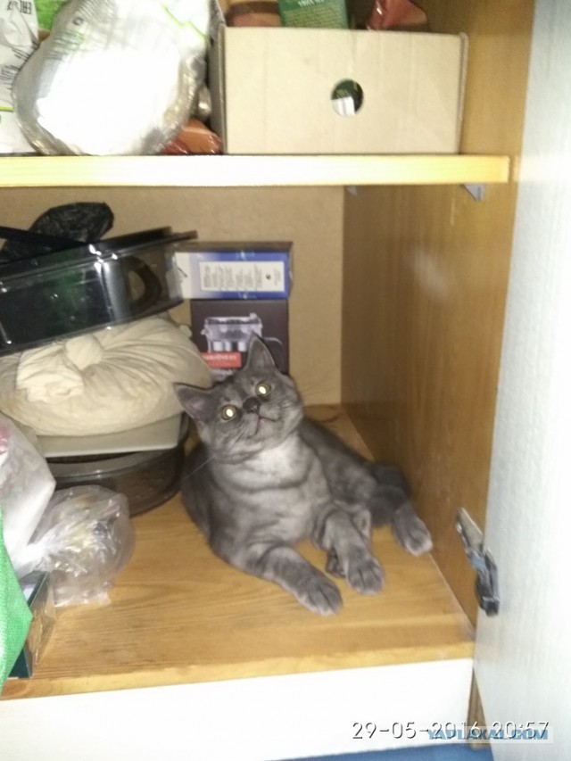 Котовторник 23/05/2017