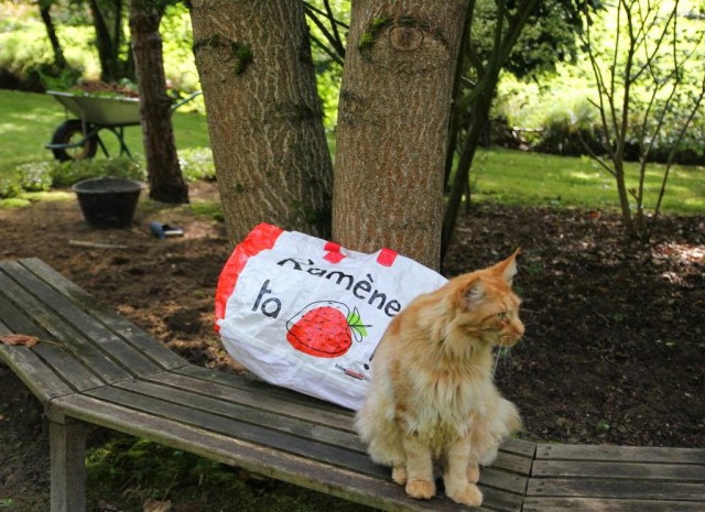 Коты и Кошки