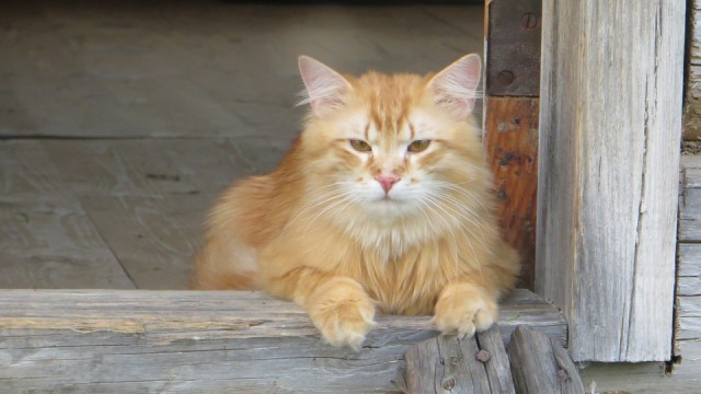 Котовторник 04.07.17