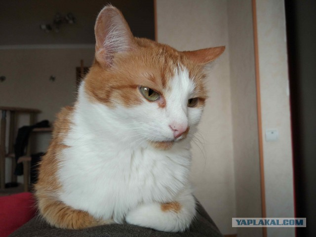 Котовторник 18.07.2017