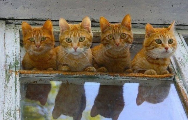 Коты и Кошки
