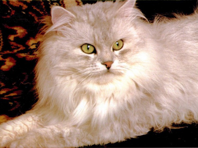 Коты и Кошки