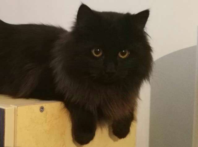 Коты и Кошки