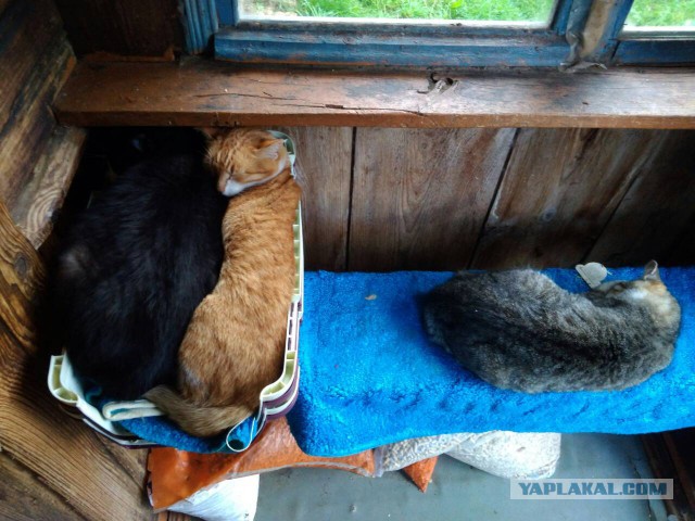 Жизнь домашнего приюта для котеек 184