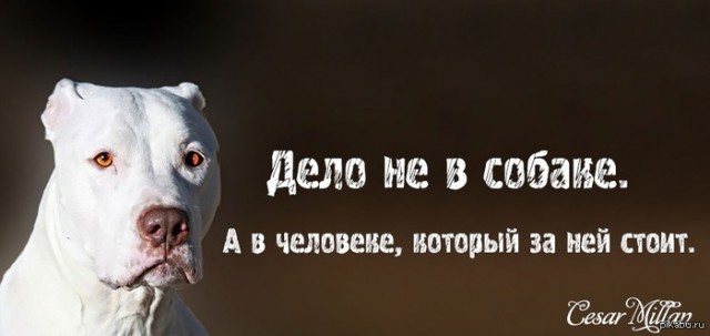 Пёс