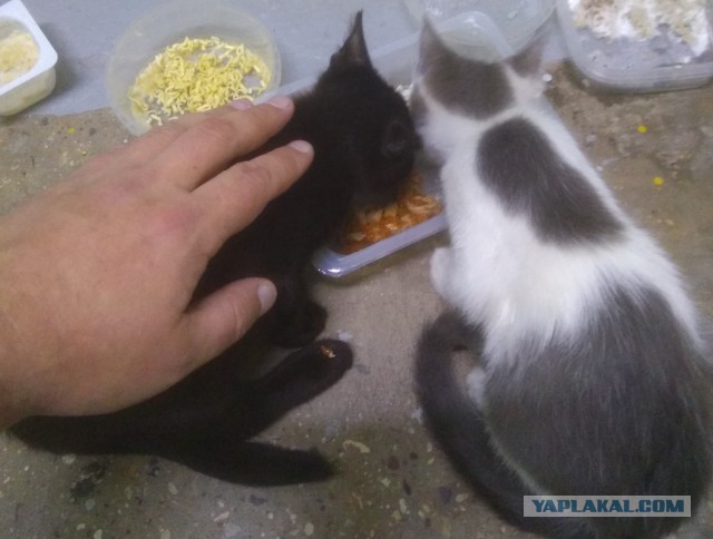 Котовторник 31.10.2017