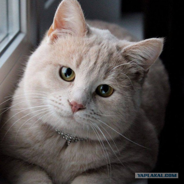 Котовторник 9.01.2018