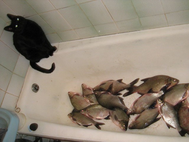 Котовторник 13.03.2018