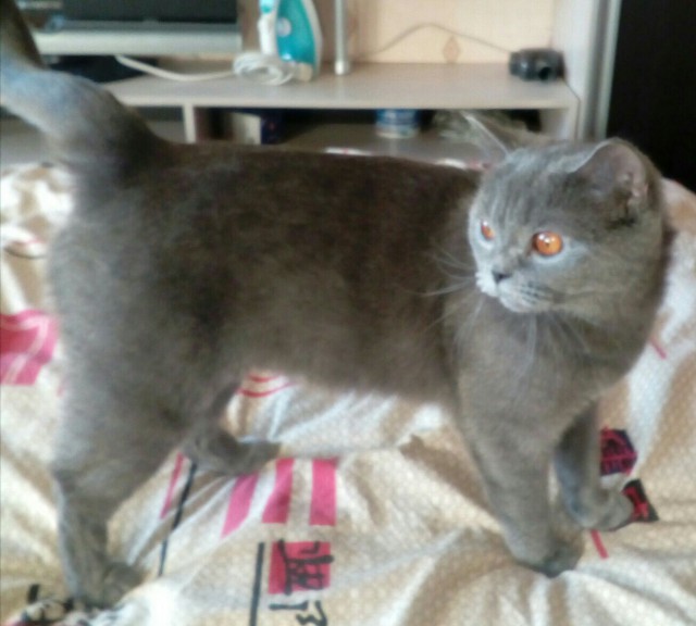 Фотобомбы котов
