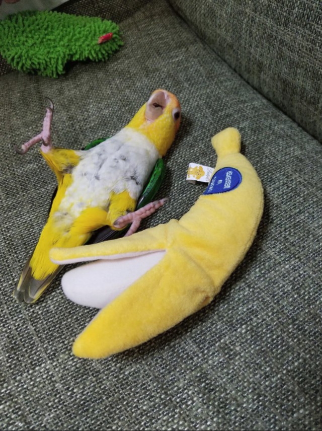 Живность из сети