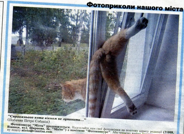 Прикольные коты на среду! ОЧЕНЬ МНОГО! Часть 2