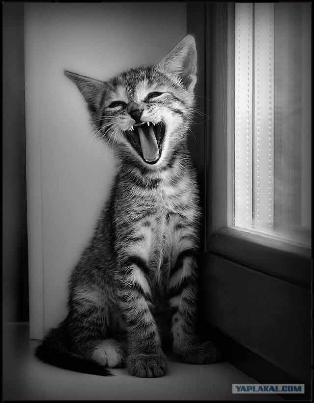 Котовторник на ЯПлакалъ