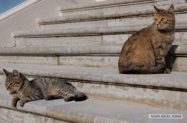 Котовторник на ЯПлакалъ: Кото и кто-то!