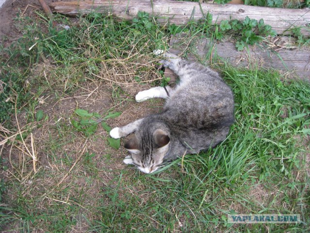 Жизнь домашнего приюта для котеек 232