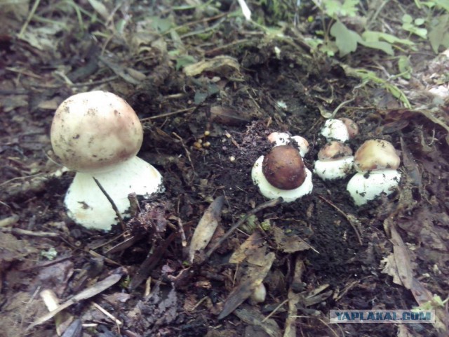 Про Гриб-зонтик