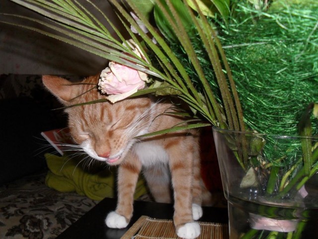 Начинаем котовторник!