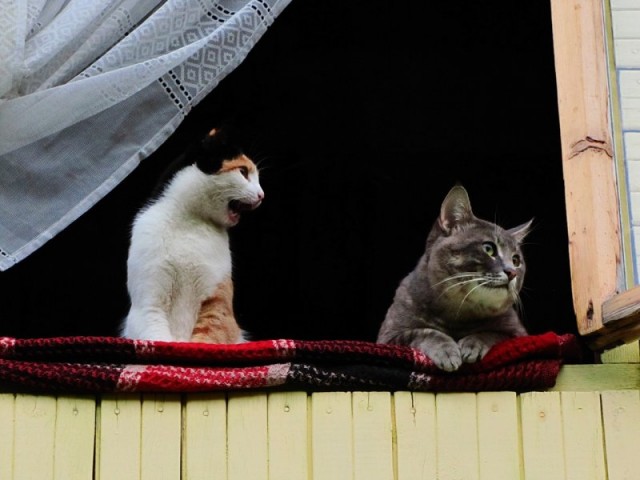 Первый котовторник июля