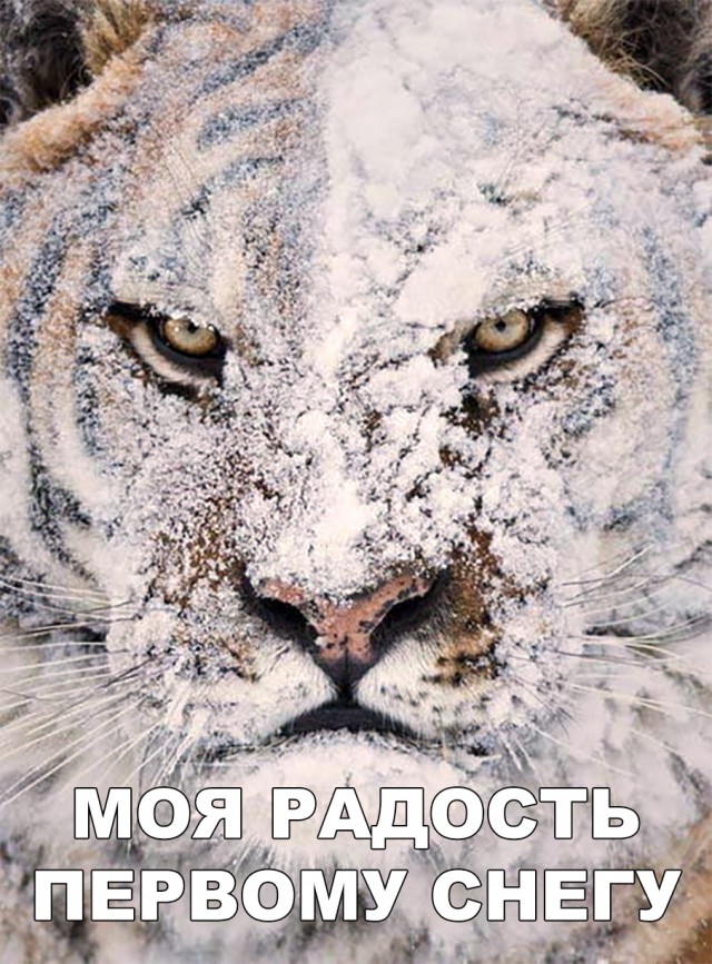 Милые животные. Мимиметр сломался