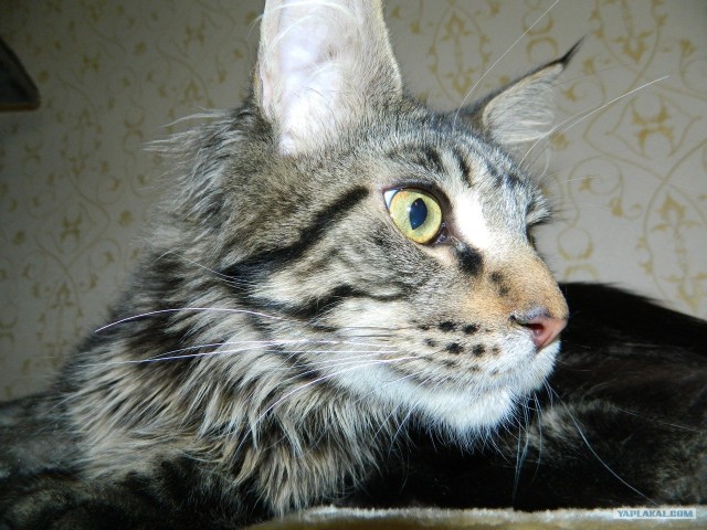 Котовторник!