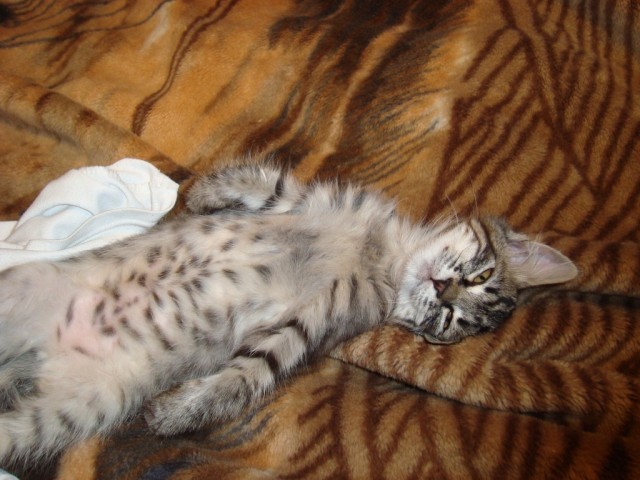 Котовторник (21.02.2012)
