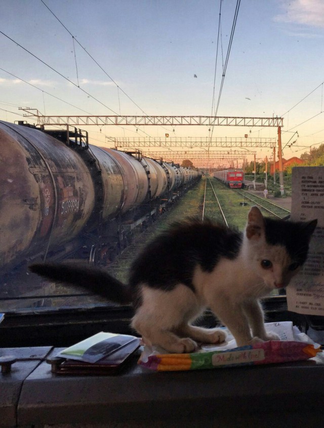Братья наши меньшие - Кошки на железнодорожных объектах