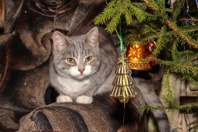 Котовторник 2019