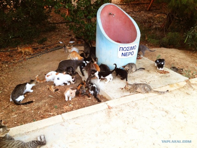 Котовторник  28.08.12