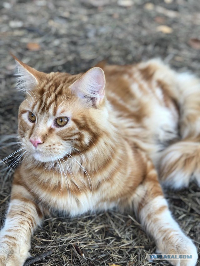Котовторник 29.01.2019!