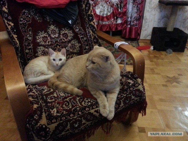 Котовторник 29.01.2013