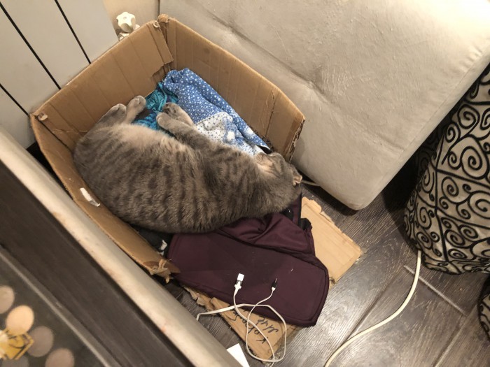 Кошки, которые заснули в самых невообразимых позах