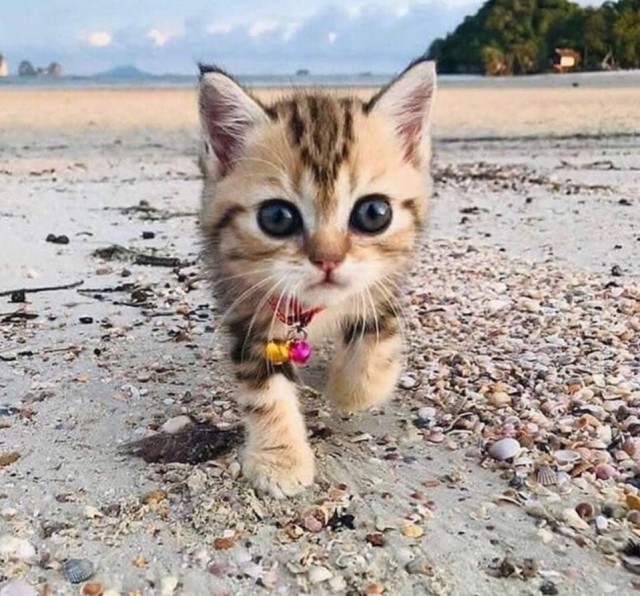 Забавные фото котеек