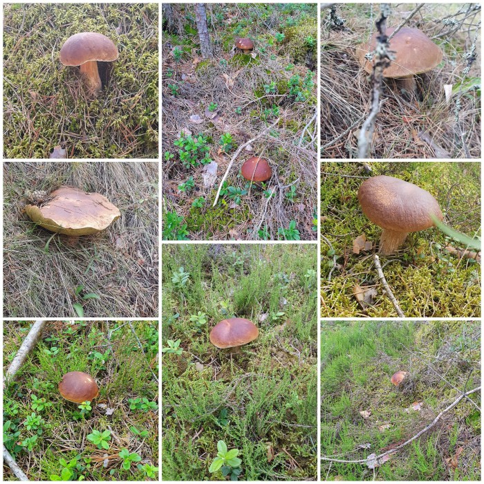 Мои первые грибы 2019)