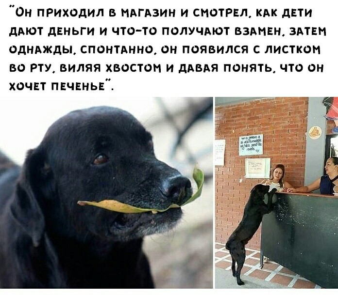 «Картинки разные нужны, картинки разные важны!» ©