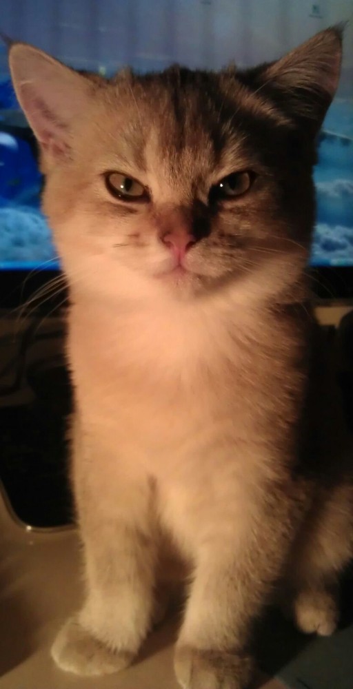 Котовторник 03.03.2020