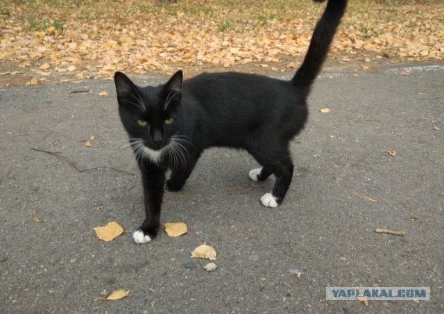 Можно начинать? Котовторник от 05.05.20