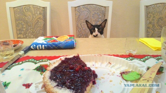 По просьбам в теме ниже. Реальный котовторник!