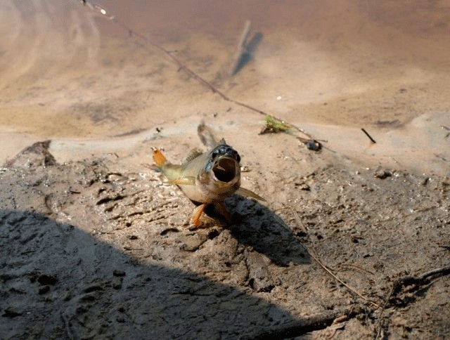 Фотожаба: "Чо?"