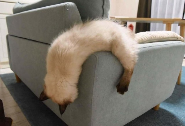 Коты они такие