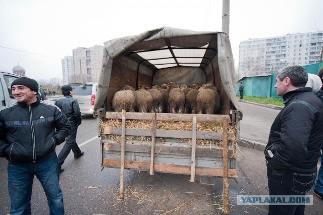 В Москве соседская овчарка покусала двухлетнюю девочку в подъезде