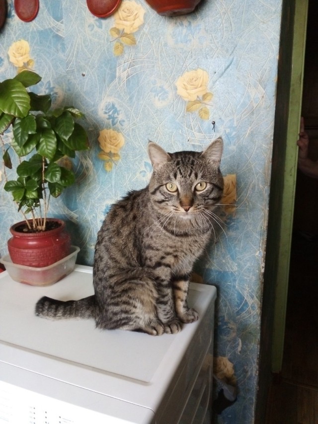 Котовторник. Поговорим о кличках, друзья