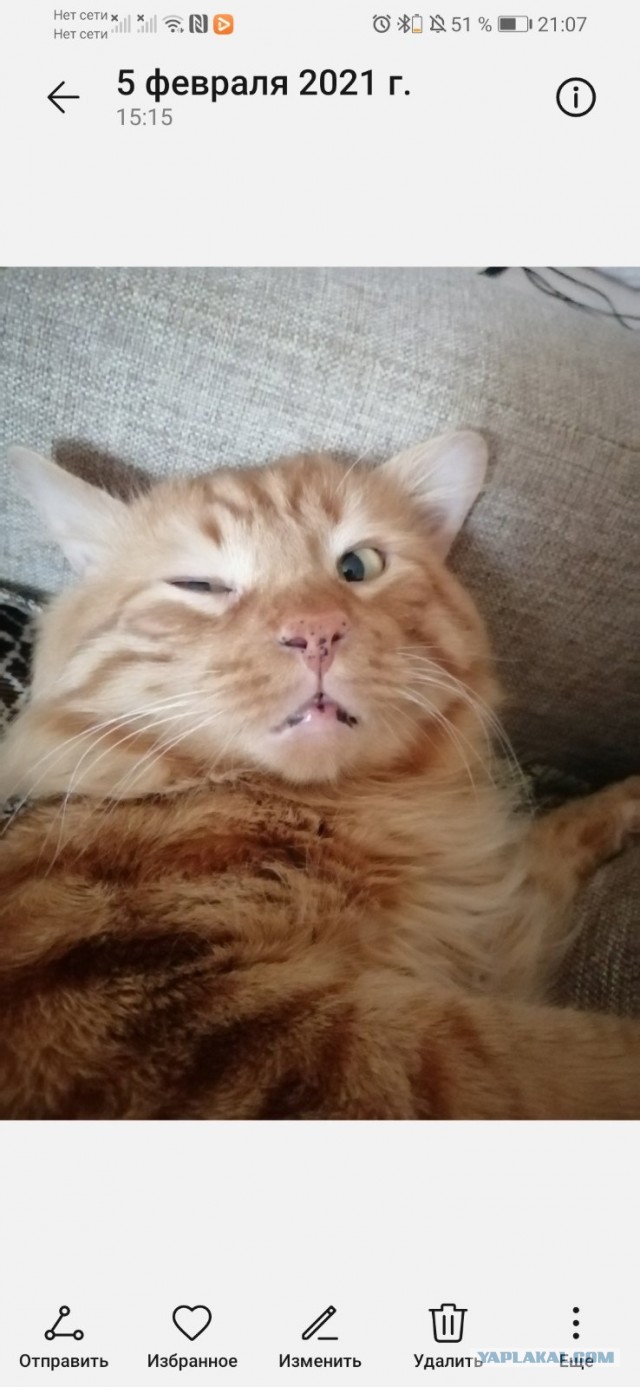 Котовторник (свои добавляем)