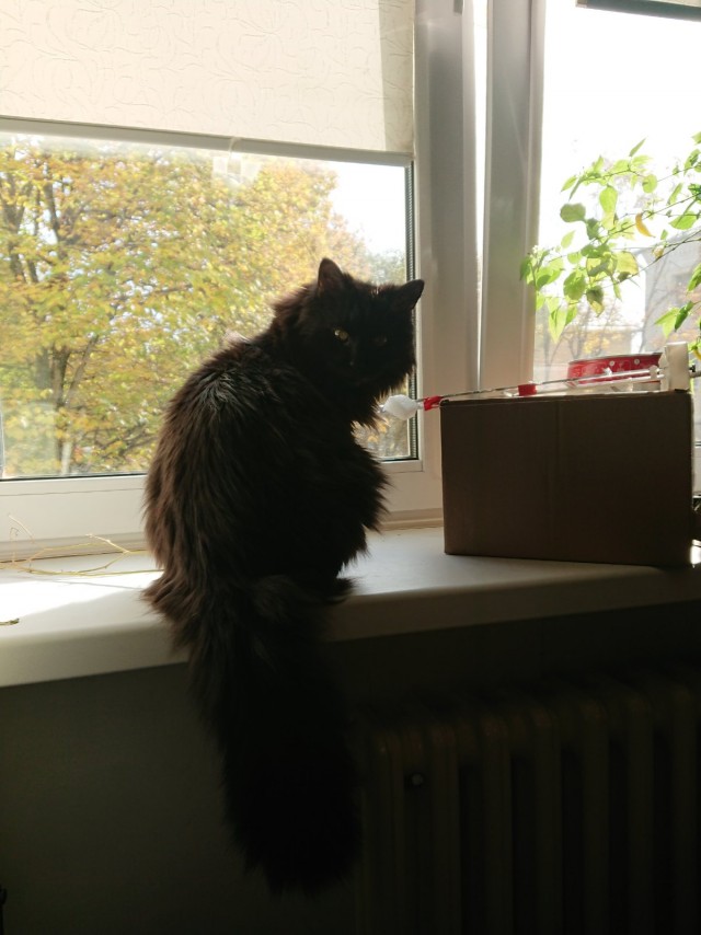 Котовторник