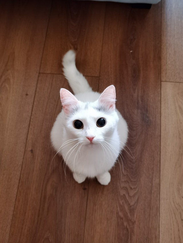 Вы, что спите? Вставайте, котовторник же!
