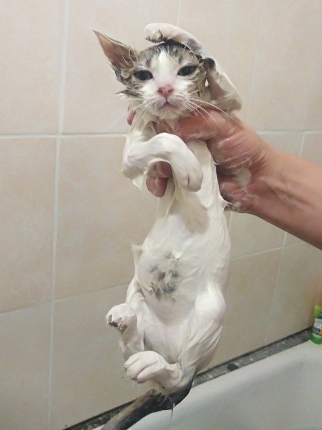 Котовторник так котовторник