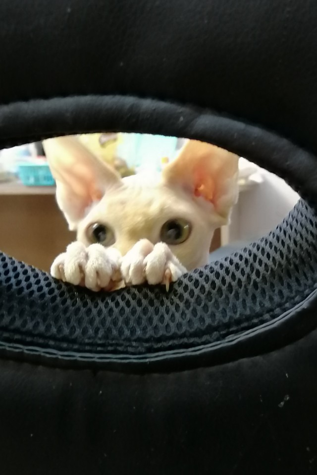 Коты, которые чихать хотели на ваше личное пространство