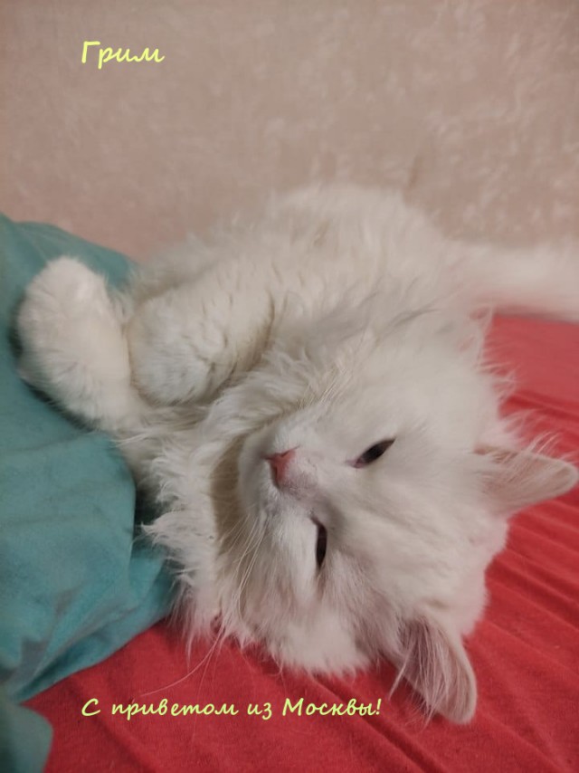 Жизнь домашнего приюта "Котоленд" 317