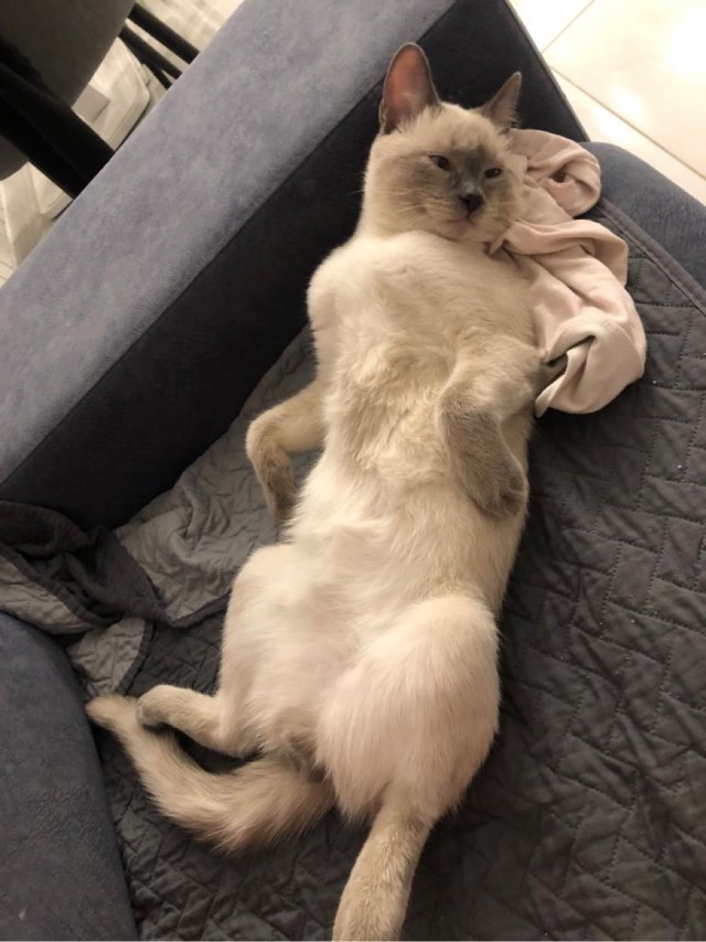 МИРУ - МИР ! Котикам - котовторник !