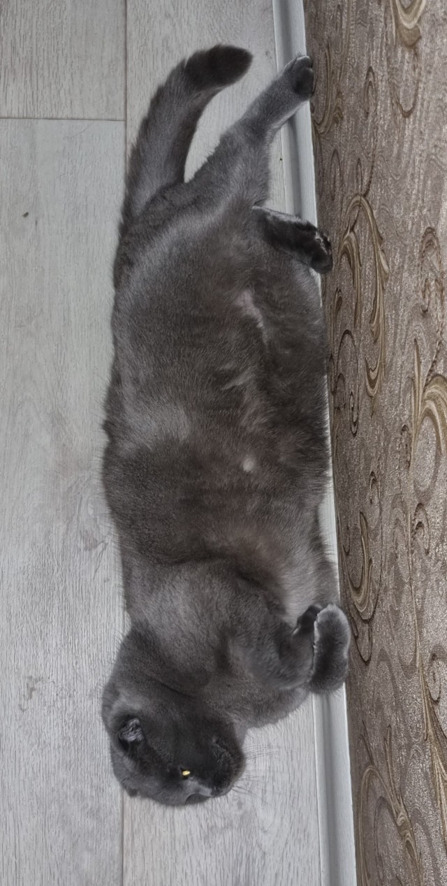 Котовторнику посвящается