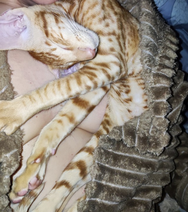 Кот, который смог